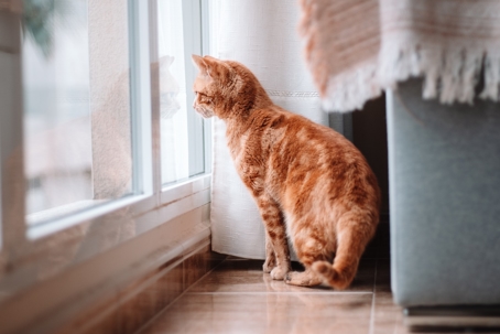 cat by a window